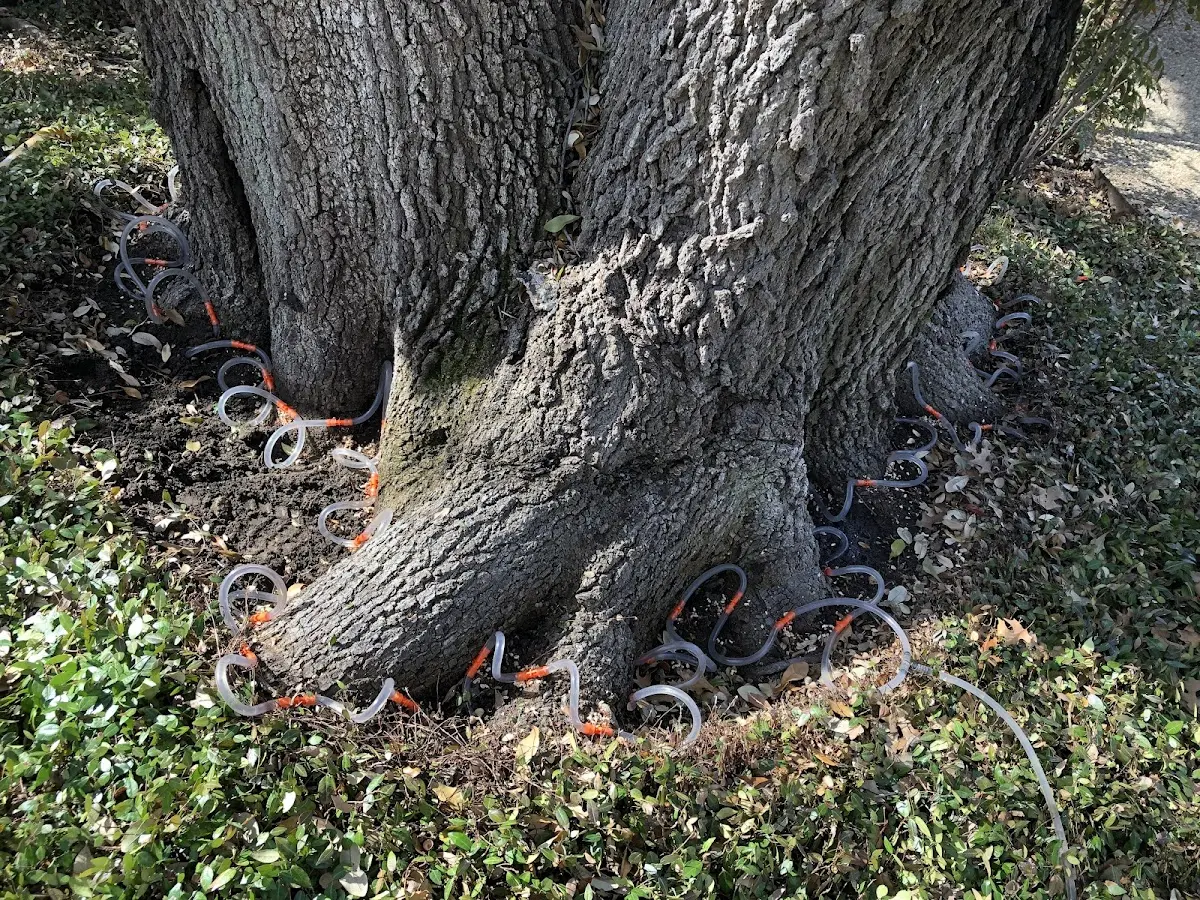Detailed Tree Cabling and Bracing job site in Detroit