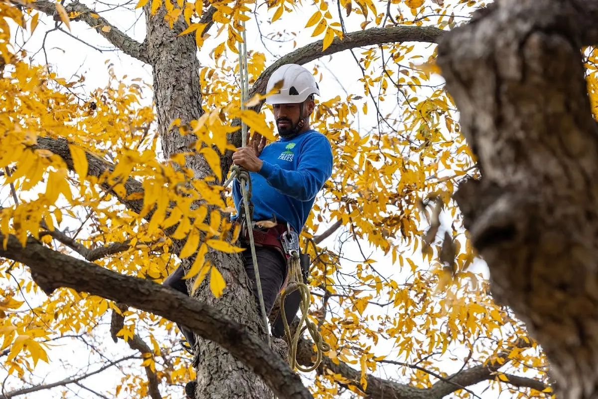 Skilled Storm Damage Cleanup crew working in Detroit